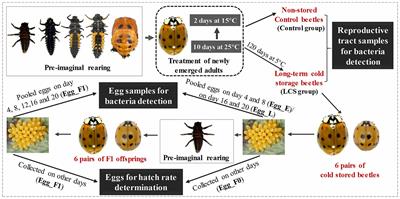 Changes in the bacterial communities of Harmonia axyridis (Coleoptera: Coccinellidae) in response to long-term cold storage and progressive loss of egg viability in cold-stored beetles